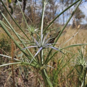 Eryngium ovinum at Conder, ACT - 17 Nov 2014