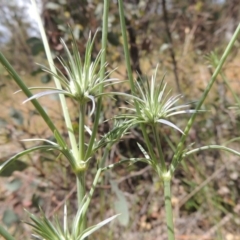 Eryngium ovinum (Blue Devil) at Tuggeranong Hill - 11 Nov 2014 by michaelb