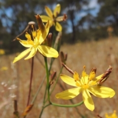 Tricoryne elatior (Yellow Rush Lily) at Conder, ACT - 17 Nov 2014 by MichaelBedingfield