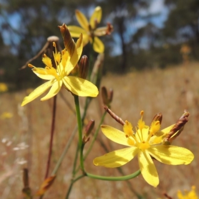 Tricoryne elatior (Yellow Rush Lily) at Conder, ACT - 17 Nov 2014 by michaelb