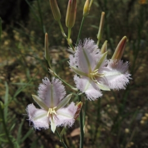 Thysanotus tuberosus subsp. tuberosus at Conder, ACT - 17 Nov 2014 01:44 PM