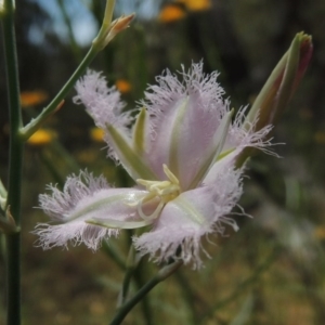 Thysanotus tuberosus subsp. tuberosus at Conder, ACT - 17 Nov 2014 01:44 PM