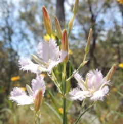 Thysanotus tuberosus subsp. tuberosus at Conder, ACT - 17 Nov 2014 01:44 PM