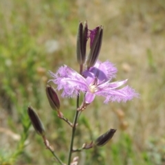 Thysanotus tuberosus subsp. tuberosus (Common Fringe-lily) at Conder, ACT - 12 Nov 2014 by MichaelBedingfield