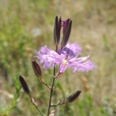 Thysanotus tuberosus subsp. tuberosus (Common Fringe-lily) at Conder, ACT - 11 Nov 2014 by michaelb