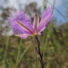 Thysanotus tuberosus subsp. tuberosus at Conder, ACT - 12 Nov 2014 12:00 AM