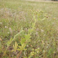 Potentilla recta (Sulphur Cinquefoil) at Bonner, ACT - 11 Dec 2014 by MichaelMulvaney