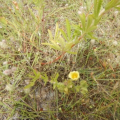 Potentilla recta at Bonner, ACT - 11 Dec 2014