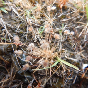 Centrolepis strigosa at Gungahlin, ACT - 11 Dec 2014 12:45 PM