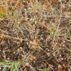 Centrolepis strigosa at Gungahlin, ACT - 11 Dec 2014