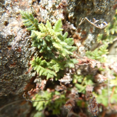 Cheilanthes distans (Bristly Cloak Fern) at Gungahlin, ACT - 11 Dec 2014 by MichaelMulvaney