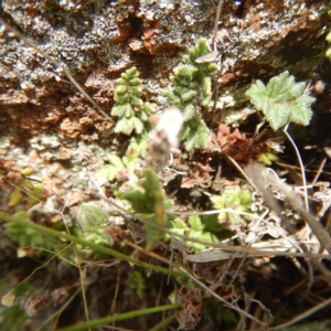 Cheilanthes distans at Gungahlin, ACT - 11 Dec 2014 01:16 PM