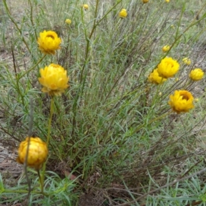 Xerochrysum viscosum at Farrer Ridge - 12 Dec 2014 09:19 AM