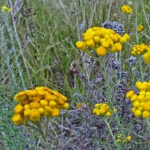 Chrysocephalum semipapposum at Farrer Ridge - 12 Dec 2014 09:20 AM