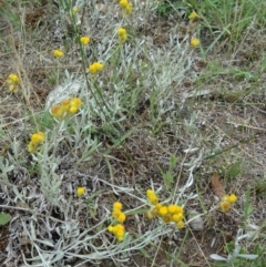 Chrysocephalum apiculatum (Common Everlasting) at Farrer Ridge - 12 Dec 2014 by galah681