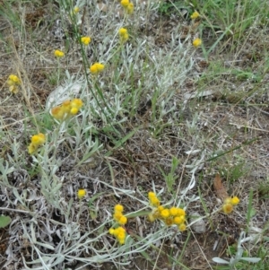 Chrysocephalum apiculatum at Farrer Ridge - 12 Dec 2014