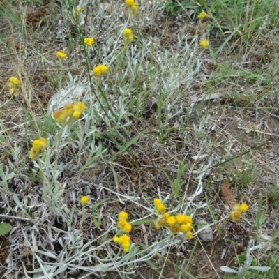 Chrysocephalum apiculatum (Common Everlasting) at Farrer Ridge - 12 Dec 2014 by galah681