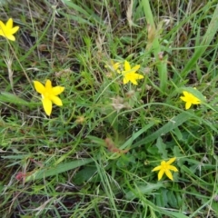 Hypoxis hygrometrica (Golden Weather-grass) at Farrer Ridge - 12 Dec 2014 by galah681