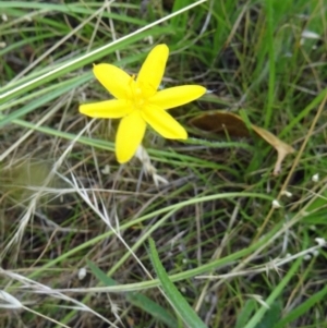 Hypoxis hygrometrica at Farrer Ridge - 12 Dec 2014