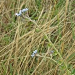 Cynoglossum australe (Australian Forget-me-not) at Wanniassa, ACT - 12 Dec 2014 by galah681