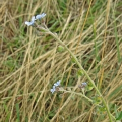 Cynoglossum australe (Australian Forget-me-not) at Wanniassa, ACT - 11 Dec 2014 by galah681