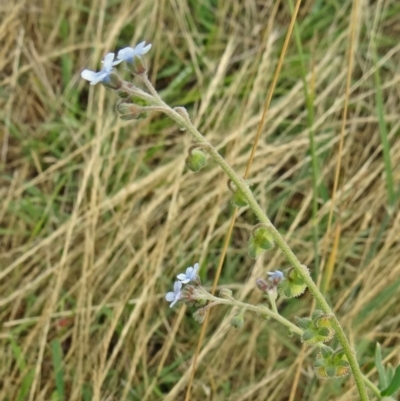 Cynoglossum australe (Australian Forget-me-not) at Farrer Ridge - 11 Dec 2014 by galah681