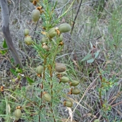 Gompholobium huegelii (pale wedge–pea) at Farrer Ridge - 12 Dec 2014 by galah681