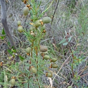 Gompholobium huegelii at Farrer Ridge - 12 Dec 2014