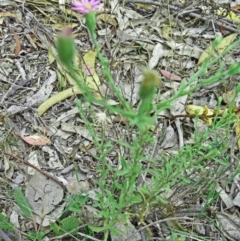 Vittadinia cuneata var. cuneata (Fuzzy New Holland Daisy) at Farrer, ACT - 12 Dec 2014 by galah681