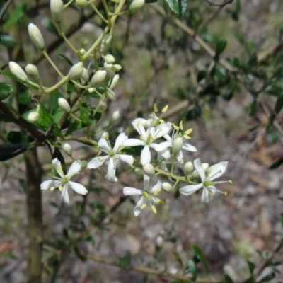 Bursaria spinosa (Native Blackthorn, Sweet Bursaria) at Farrer Ridge - 12 Dec 2014 by galah681