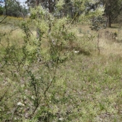 Bursaria spinosa at Farrer Ridge - 12 Dec 2014