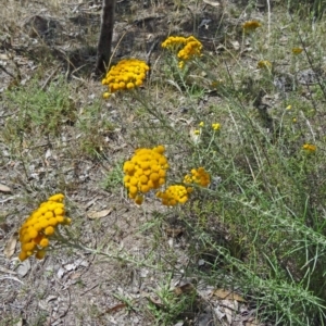 Chrysocephalum semipapposum at Farrer Ridge - 12 Dec 2014 10:31 AM