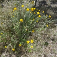 Chrysocephalum semipapposum at Farrer Ridge - 12 Dec 2014 10:31 AM