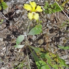 Goodenia hederacea (Ivy Goodenia) at Farrer Ridge - 12 Dec 2014 by galah681