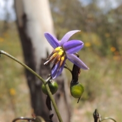 Dianella revoluta var. revoluta (Black-Anther Flax Lily) at Conder, ACT - 17 Nov 2014 by michaelb