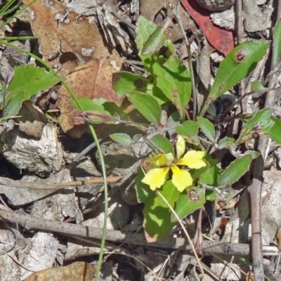 Goodenia hederacea subsp. hederacea (Ivy Goodenia, Forest Goodenia) at Farrer Ridge - 11 Dec 2014 by galah681