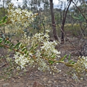 Bursaria spinosa at Farrer Ridge - 12 Dec 2014