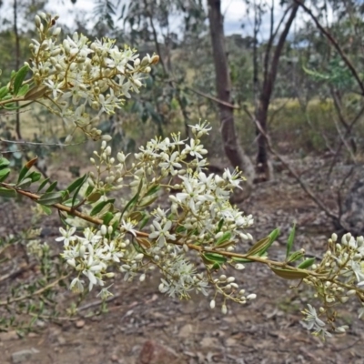 Bursaria spinosa (Native Blackthorn, Sweet Bursaria) at Farrer Ridge - 11 Dec 2014 by galah681