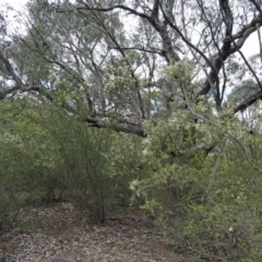 Bursaria spinosa at Farrer Ridge - 12 Dec 2014