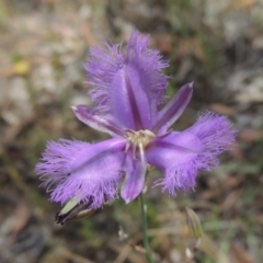 Thysanotus tuberosus subsp. tuberosus (Common Fringe-lily) at Conder, ACT - 17 Nov 2014 by MichaelBedingfield