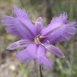 Thysanotus tuberosus subsp. tuberosus at Conder, ACT - 17 Nov 2014