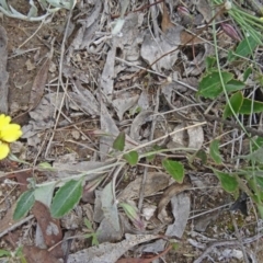 Goodenia hederacea (Ivy Goodenia) at Farrer Ridge - 11 Dec 2014 by galah681