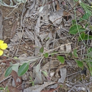 Goodenia hederacea at Farrer Ridge - 12 Dec 2014