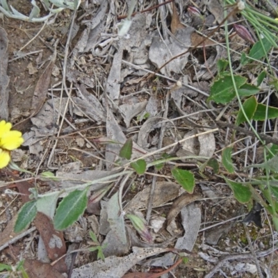 Goodenia hederacea (Ivy Goodenia) at Farrer Ridge - 12 Dec 2014 by galah681