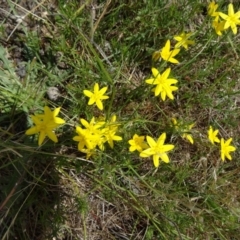 Hypoxis hygrometrica var. villosisepala (Golden Weather-grass) at Farrer Ridge - 12 Dec 2014 by galah681