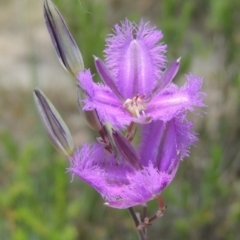 Thysanotus tuberosus subsp. tuberosus at Conder, ACT - 17 Nov 2014 01:47 PM