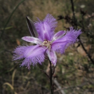 Thysanotus tuberosus subsp. tuberosus at Conder, ACT - 17 Nov 2014