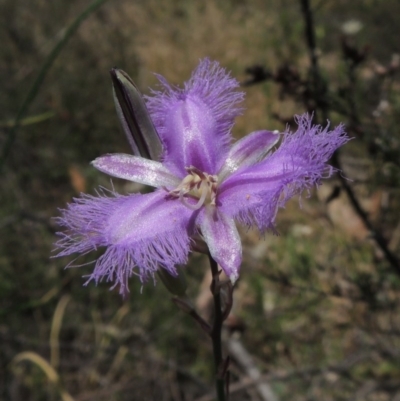 Thysanotus tuberosus subsp. tuberosus (Common Fringe-lily) at Conder, ACT - 17 Nov 2014 by MichaelBedingfield