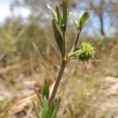 Opercularia hispida (Hairy Stinkweed) at Tuggeranong Hill - 17 Nov 2014 by michaelb