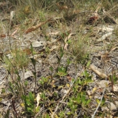 Opercularia hispida at Conder, ACT - 17 Nov 2014